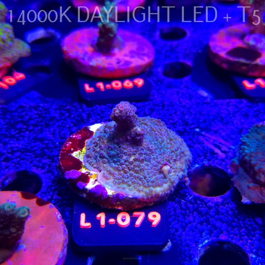 Acropora sp. AUSTRALIA (11.10.2025) L1-079  4cm