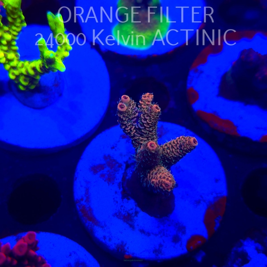Acropora millepora CLOCKWORK ORANGE (20.03.2025) L1-II-9  5cm