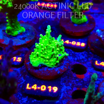 Acropora AUSTERA BANANA (07.01.2026) L4-019  5cm