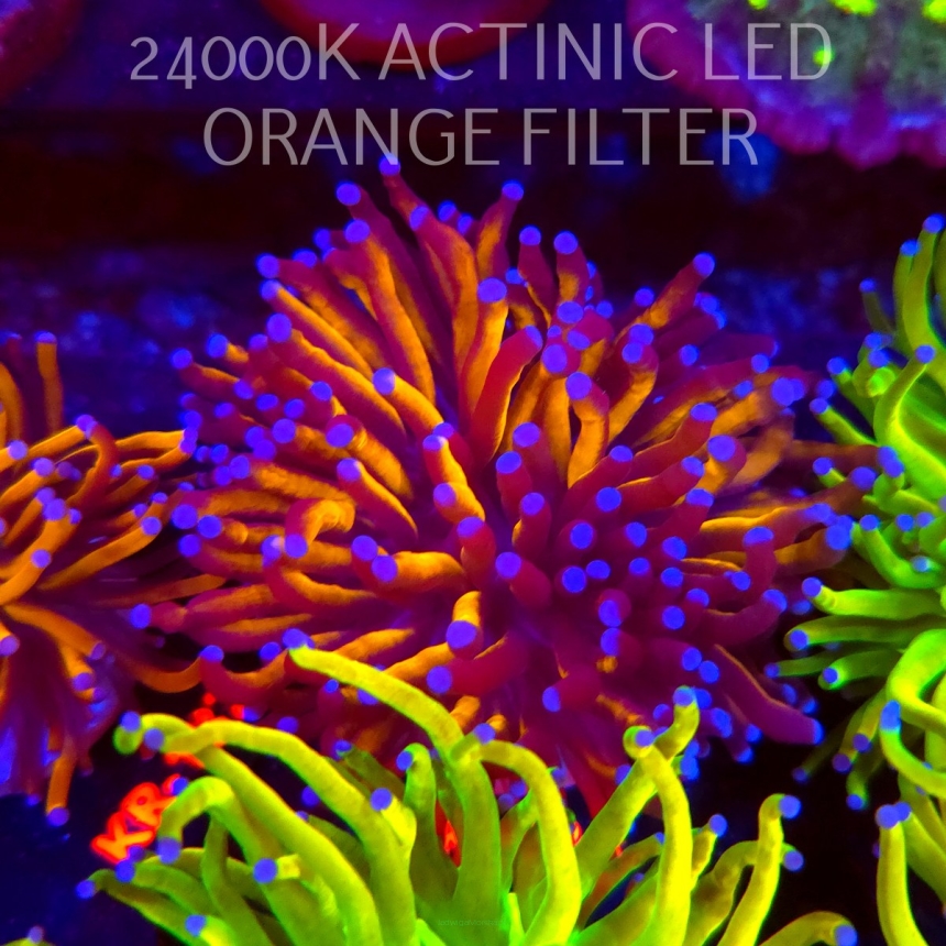 Euphyllia cristata GOLD TORCH (17.01.2026) KR-033