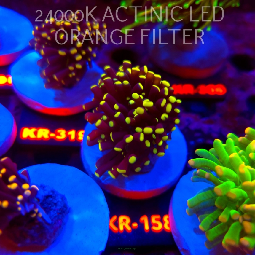 Euphyllia cristata YELLOW TIPS (24.09.2026) KR-158