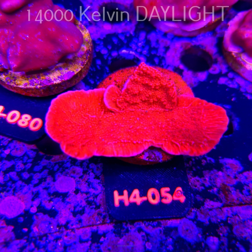 Montipora capricornis RED (01.06.2026) H4-054  8cm