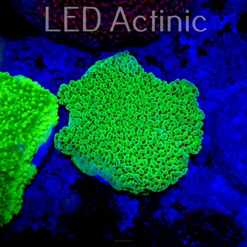 Montipora undata JEDI MIND TRICK AUSTRALIA (14.08.2024) MM1  4-5cm