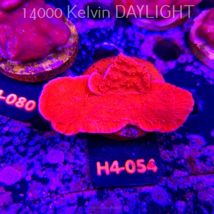 Montipora capricornis RED (01.06.2026) H4-054  8cm