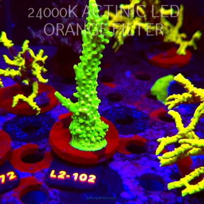 Acropora AUSTERA BANANA (17.03.2026) L2-102  11cm