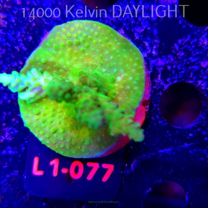 Acropora YELLOW PRINCESS (16.03.2026) L1-077  5cm