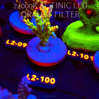 Acropora RR RAINBOW LOOM (14.08.2026) L2-100  6cm
