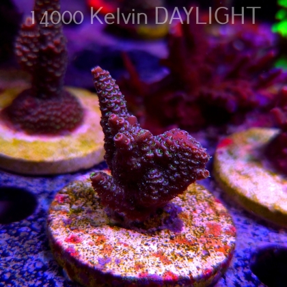 Acropora sp. AUSTRALIA (24.05.2025) L2-II-3  4cm