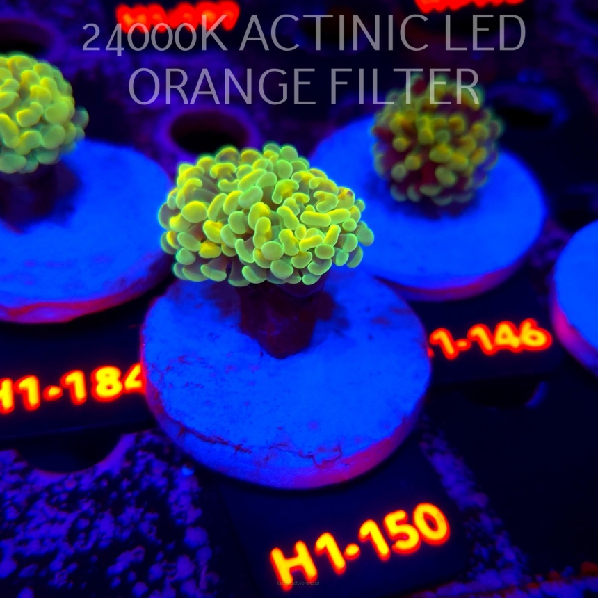 Euphyllia paraancora AUSSIE GREEN HOLOGRAM HAMMER (01.07.2026) H1-150