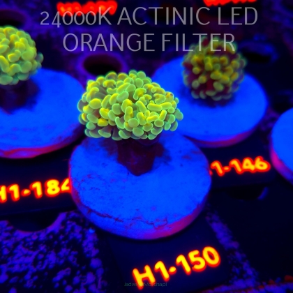 Euphyllia paraancora AUSSIE GREEN HOLOGRAM HAMMER (01.07.2026) H1-150
