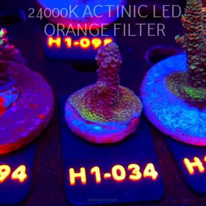 Acropora sp. PREMIUM (24.05.2026) H1-034  3cm
