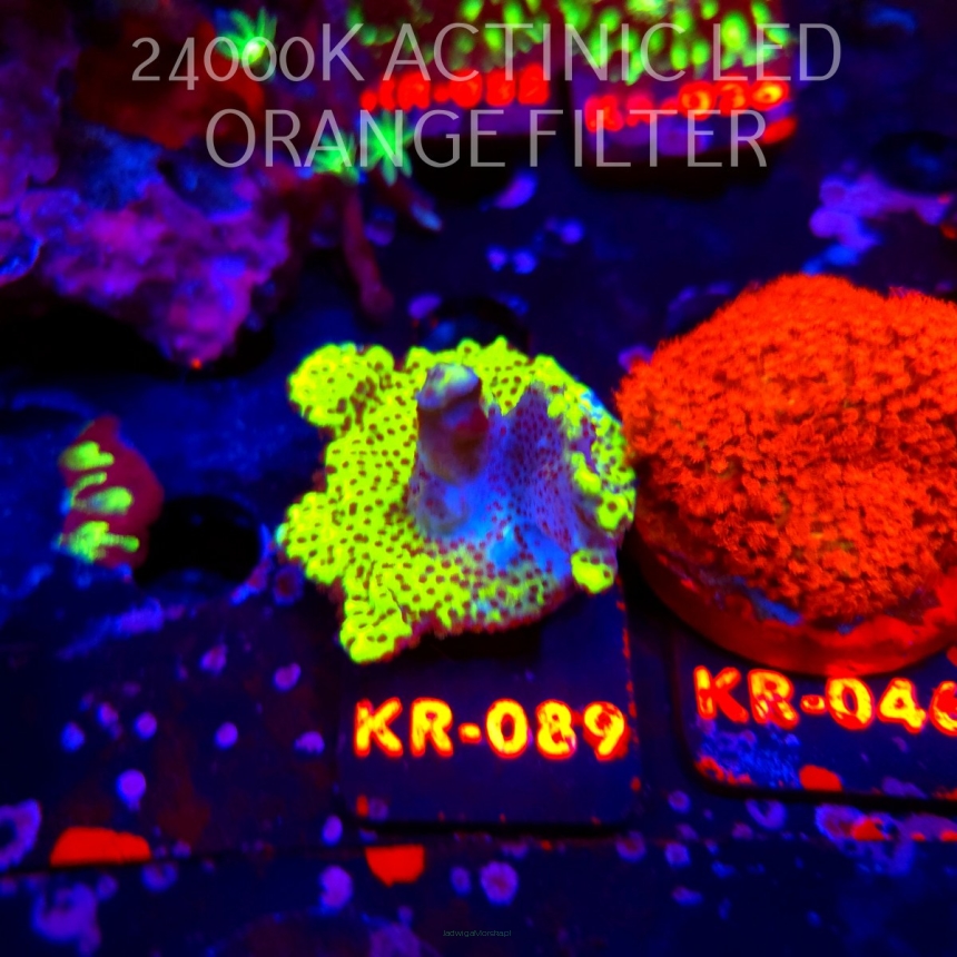 Montipora CONFUSA (20.04.2026) KR-089  5cm