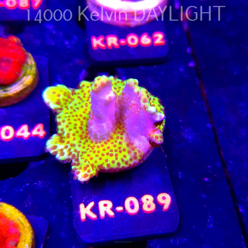 Montipora CONFUSA (07.12.2025) KR-089  5cm