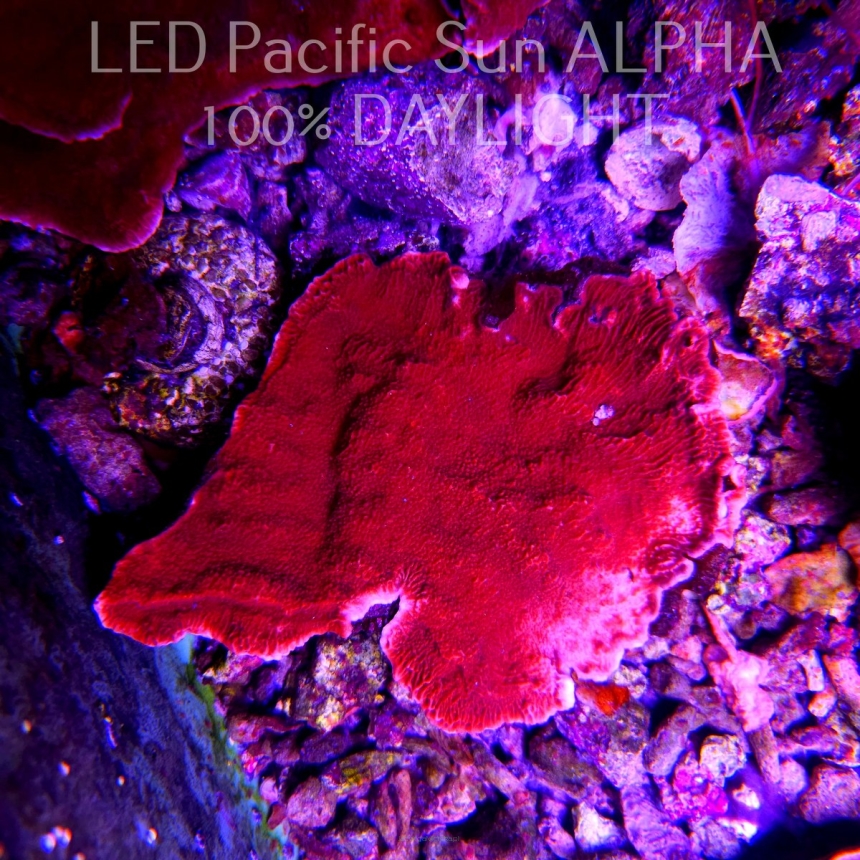 Montipora capricornis RED (02.05.2024)  10cm