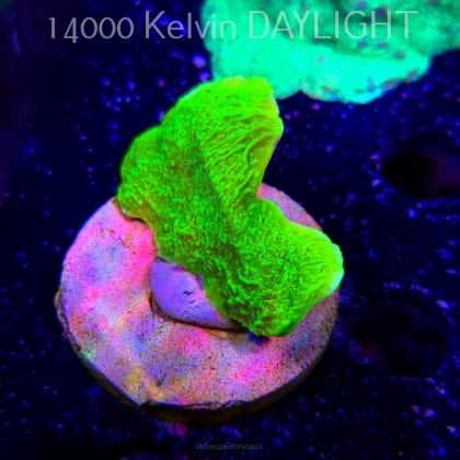 Montipora capricornis TOXIC GREEN (18.05.2025)  5cm