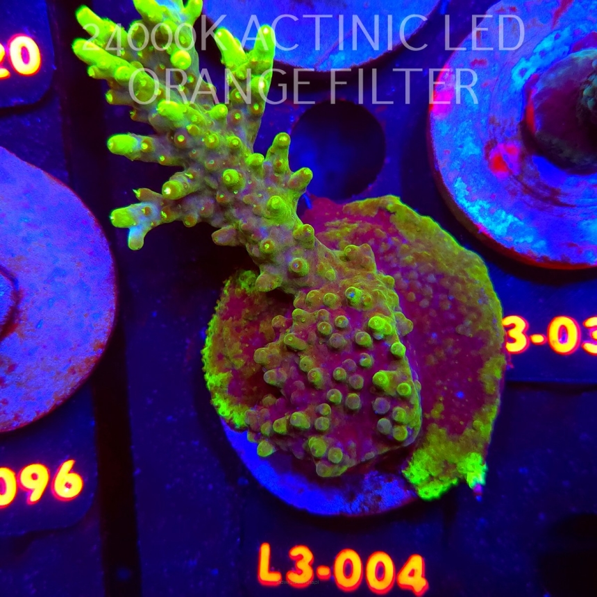 Acropora WWC Castells Banana (04.01.2026) L3-004  10cm