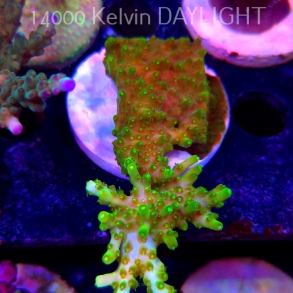 Acropora WWC Castells Banana (19.06.2025) L3-III-11  9cm