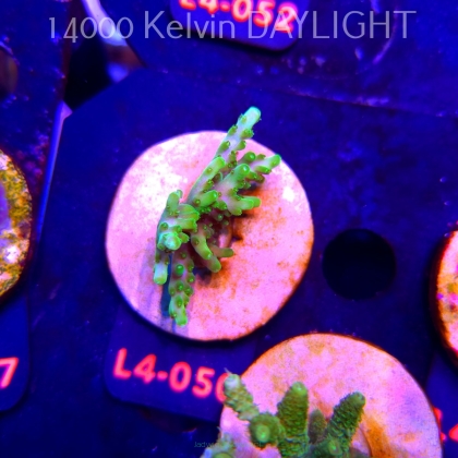 Acropora WWC Castells Banana (19.05.2026) L4-050  5cm