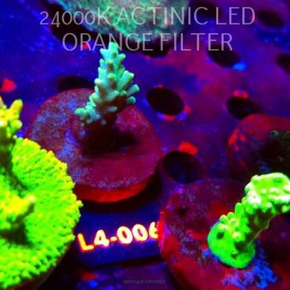 Acropora sp. AUSTRALIA  (07.01.2026) L4-006  4cm