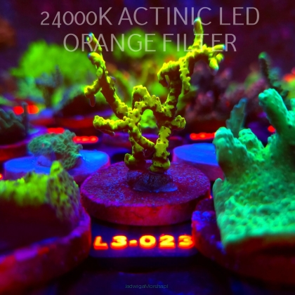 Anacropora WWC SLIMEBALL (10.09.2026) L3-023  6cm