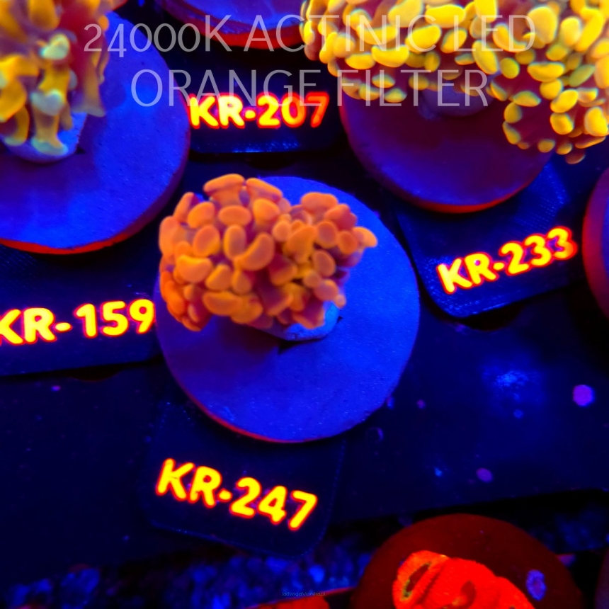 Euphyllia paraancora GOLD 24K HAMMER (04.04.2026) KR-247