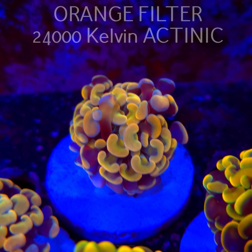Euphyllia paraancora GOLD HOLOGRAM HAMMER (02.04.2025)