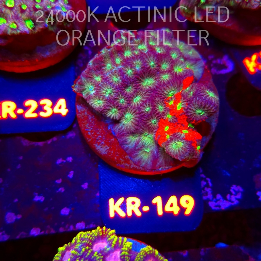 Favites Pentagona ULTRA War Coral (18.07.2026) KR-149  5cm