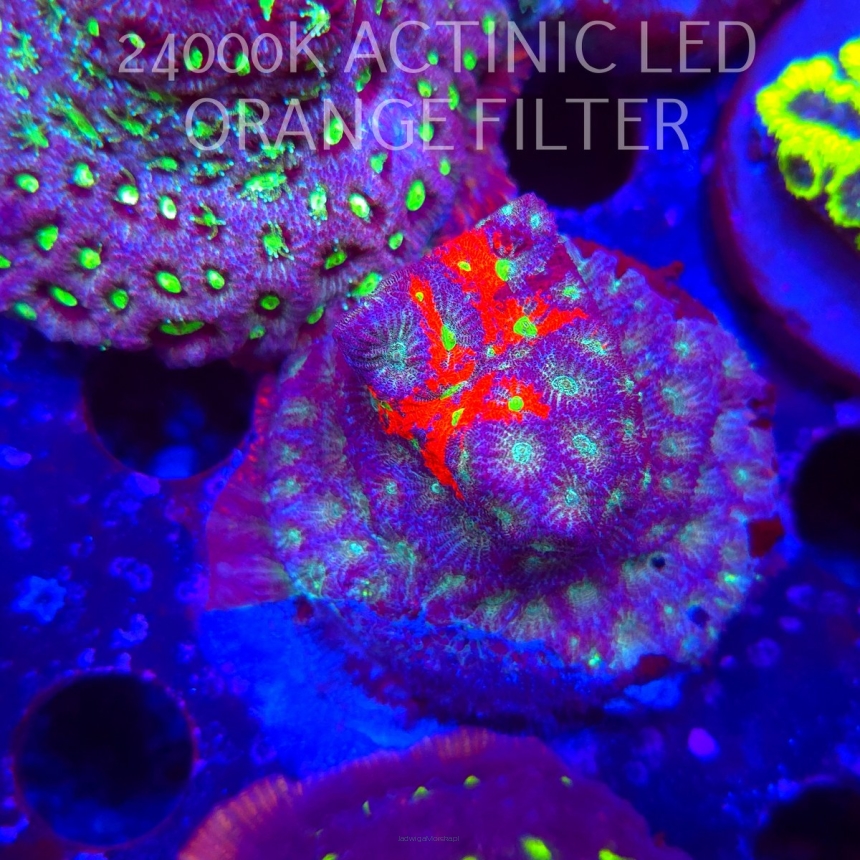 Favites Pentagona War Coral (23.11.2025)  5cm