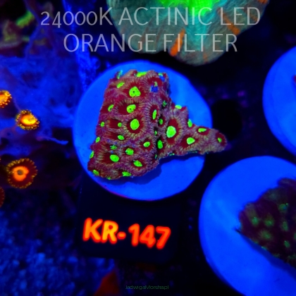 Favites Pentagona War Coral (21.04.2026) KR-147  5cm