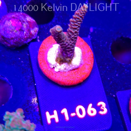 Acropora sp. PREMIUM (24.05.2026) H1-063  5cm