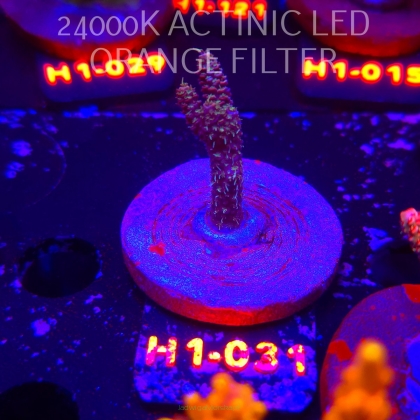 Acropora MILLEPORA RAINBOW (02.02.2026) H1-031  5cm