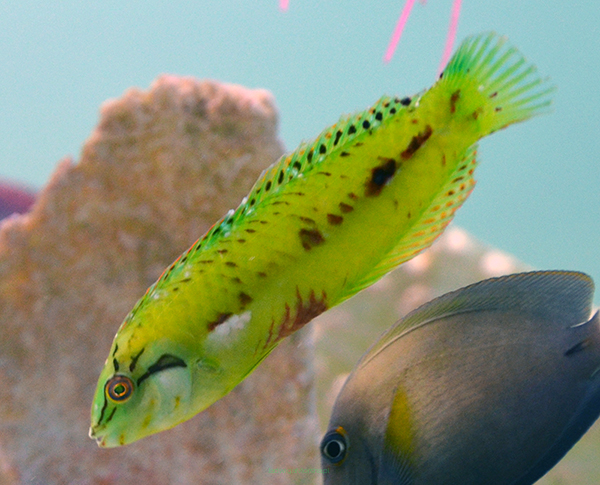 Novaculichthys macrolepidotu 9-10cm