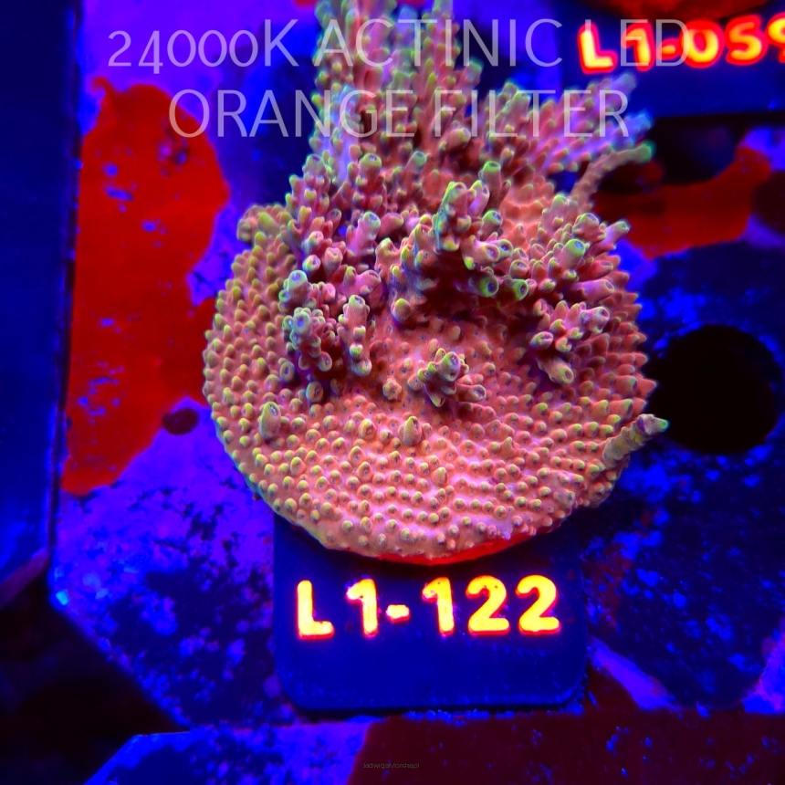 Acropora Jason Fox B33 BOMBER Acro (14.03.2026) L1-122  6cm