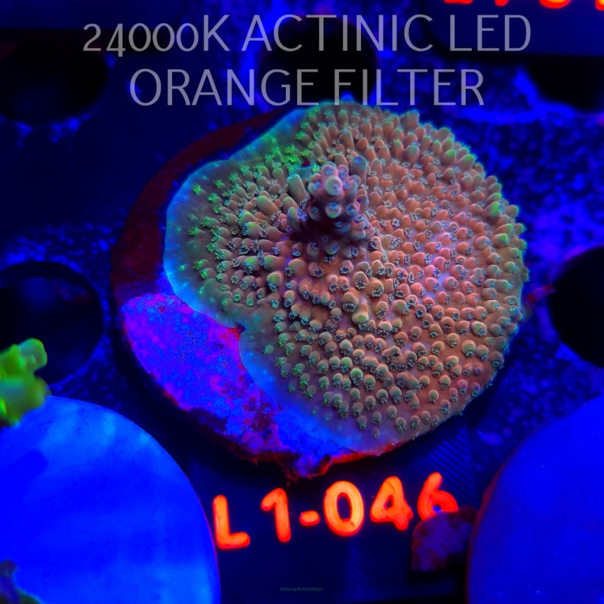 Acropora Jason Fox B33 BOMBER Acro (11.10.2025) L1-046  4cm
