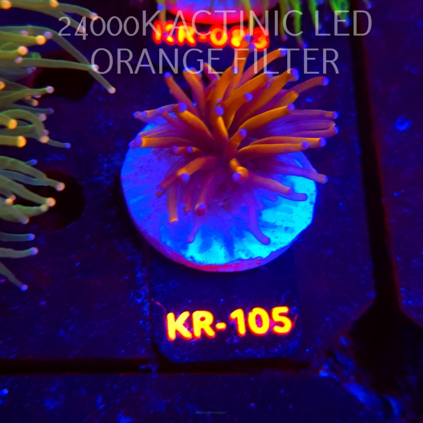 Euphyllia glabrescens GOLD TORCH (17.01.2026) KR-105