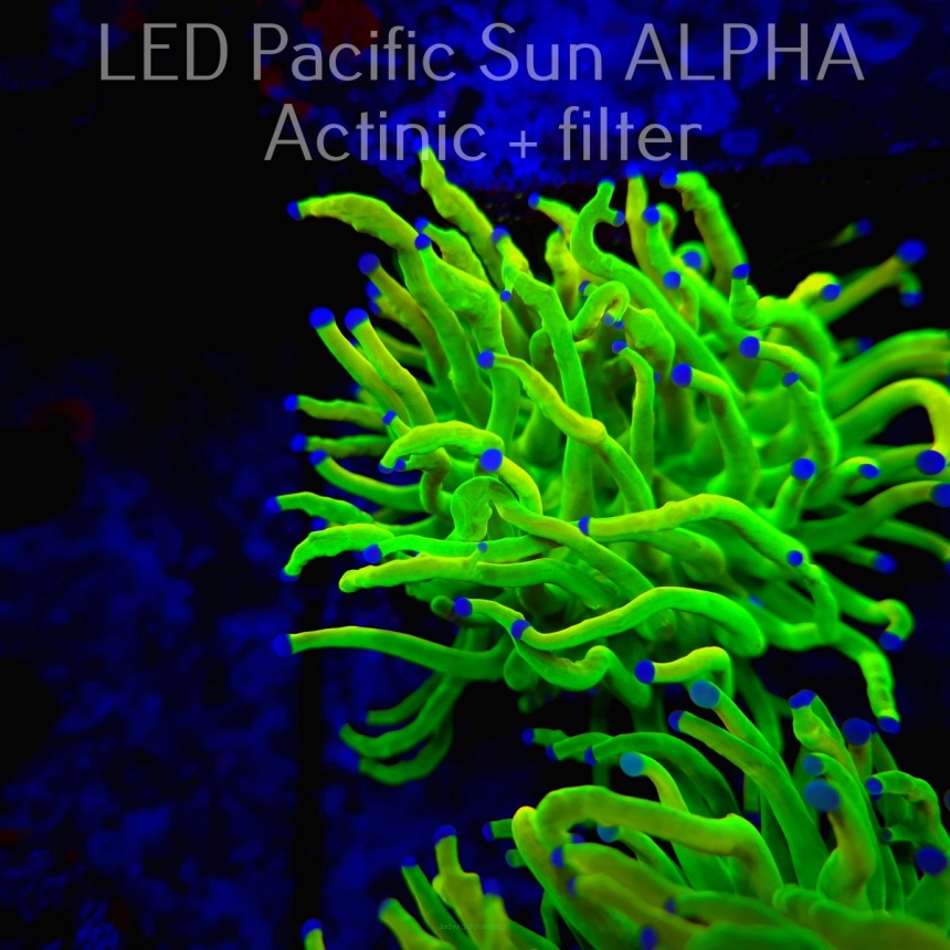  Euphyllia glabrescens REVERSE TIGER TORCH (18.03.2024)