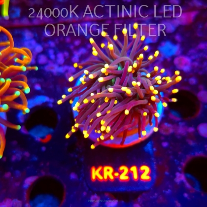 Euphyllia glabrescens AQUAMAN (20.07.2026) KR-212