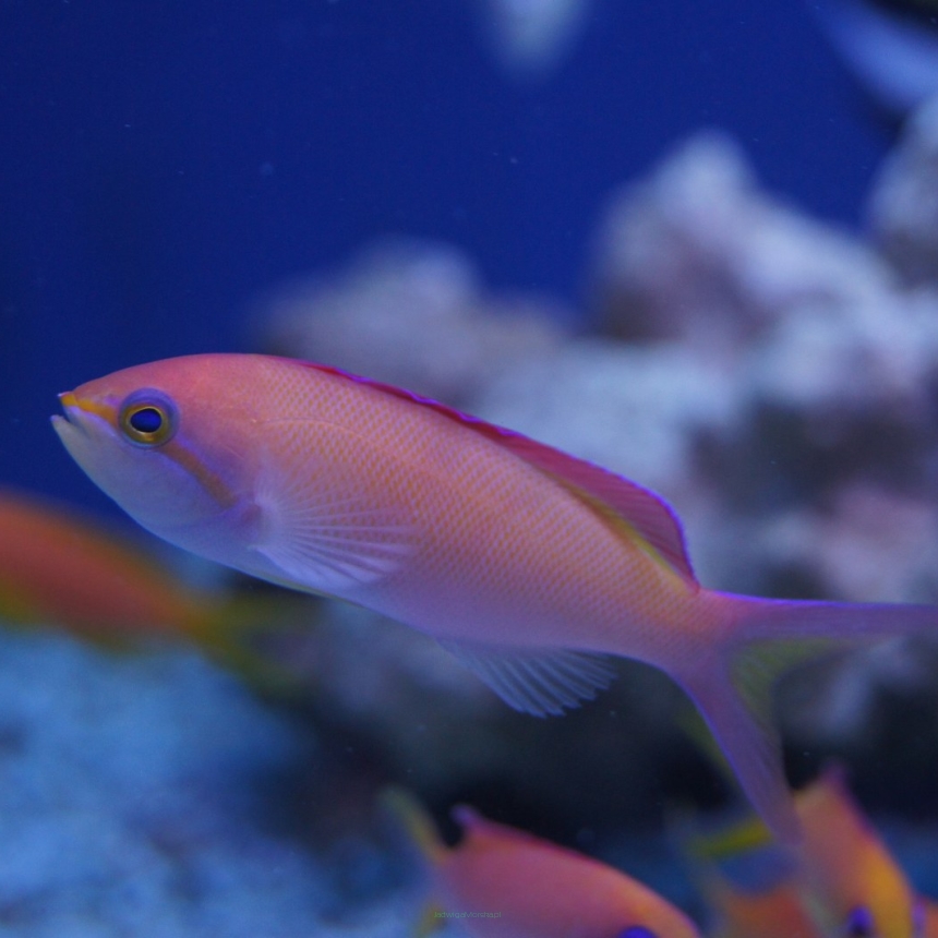 Pseudanthias dispar (Mirolabrichthys dispar) 6-7cm