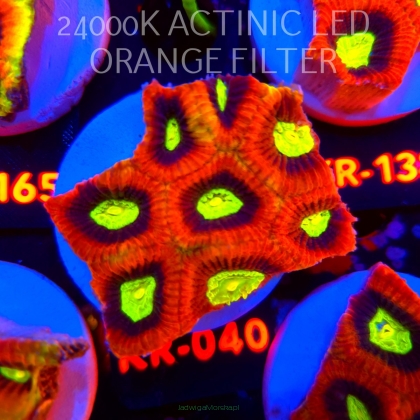 Favites complanata OG DRAGON SOUL (08.08.2026) KR-040  6cm
