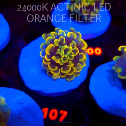 Euphyllia paraancora AUSSIE GOLD HAMMER (01.07.2026) L4-107