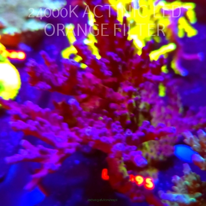 Acropora EC Frankie's Kryptonite (18.03.2026) L2-095  12cm