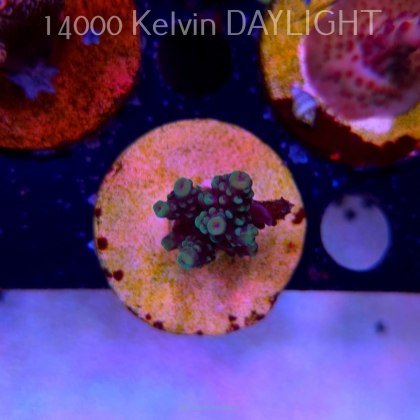 Acropora sp AUSTRALIA (24.05.2025) L2-I-34  4cm