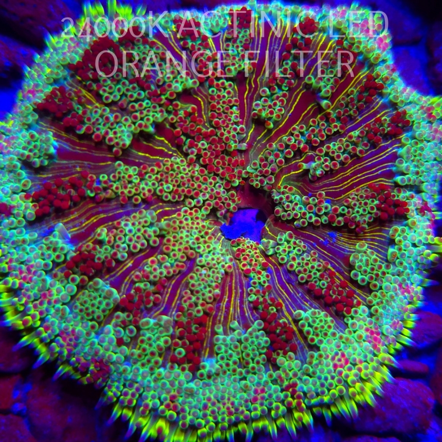 Stichodactyla TAPETUM Mini-Maxi Carpet Anemone RED-YELLOW (23.11.2025)  7cm