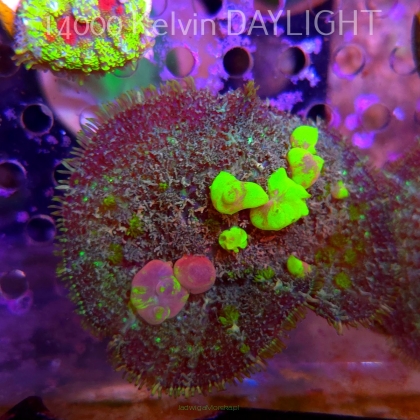 Rhodactis URANIUM Bounce Mushroom (02.06.2025)  6cm
