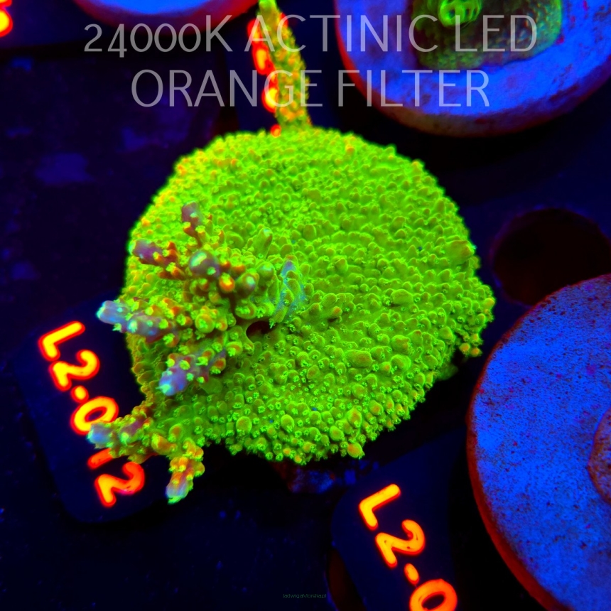Acropora RR RAINBOW LOOM (14.08.2026) L2-012  6cm