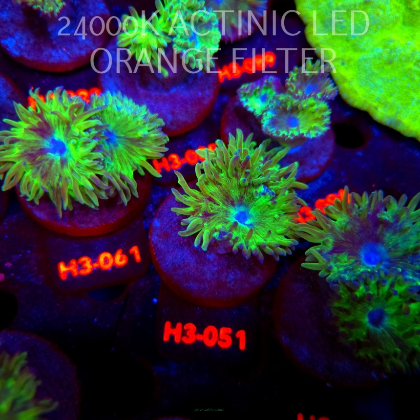 Duncanopsammia axifuga (04.07.2026) H3-051  2P