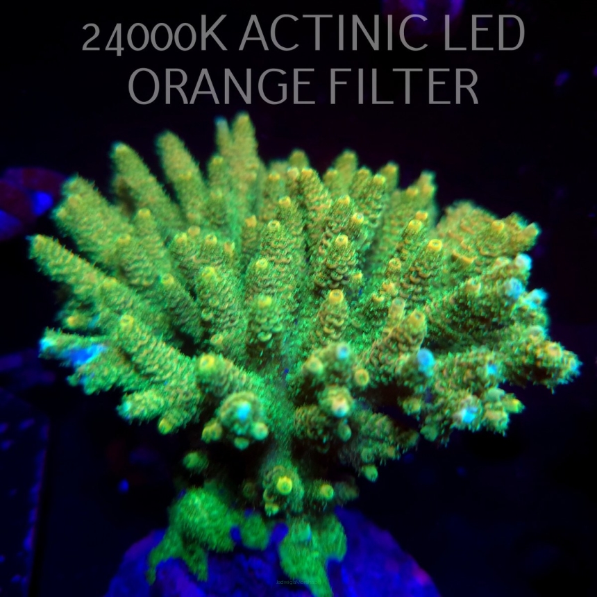 Acropora MILLEPORA GREEN XL (03.03.2026)  14cm