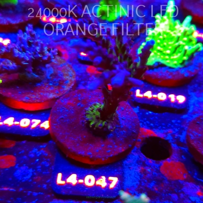 Acropora EC Frankie's Kryptonite (07.01.2026) L4-047  12cm