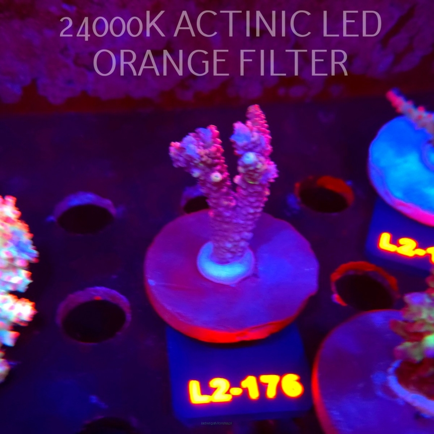 Acropora sp. PREMIUM AUSTRALIA (14.08.2026) L2-176  5cm