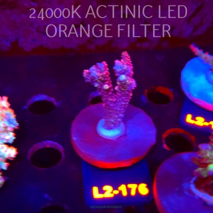 Acropora sp. PREMIUM AUSTRALIA (14.08.2026) L2-176  5cm